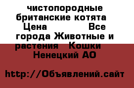 чистопородные британские котята › Цена ­ 10 000 - Все города Животные и растения » Кошки   . Ненецкий АО